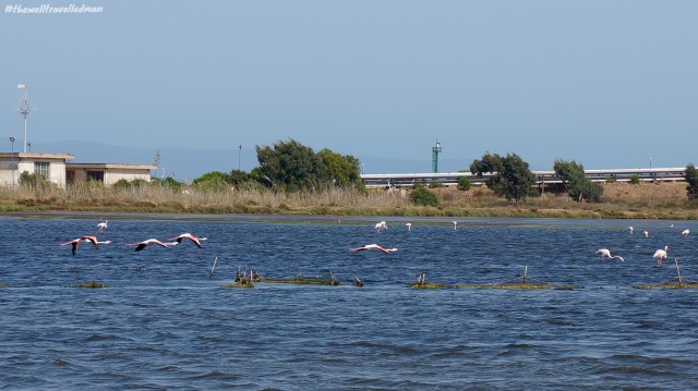 thewelltravelledman sardinia flamingos